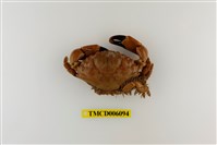 藏品(光手滑面蟹)的圖片